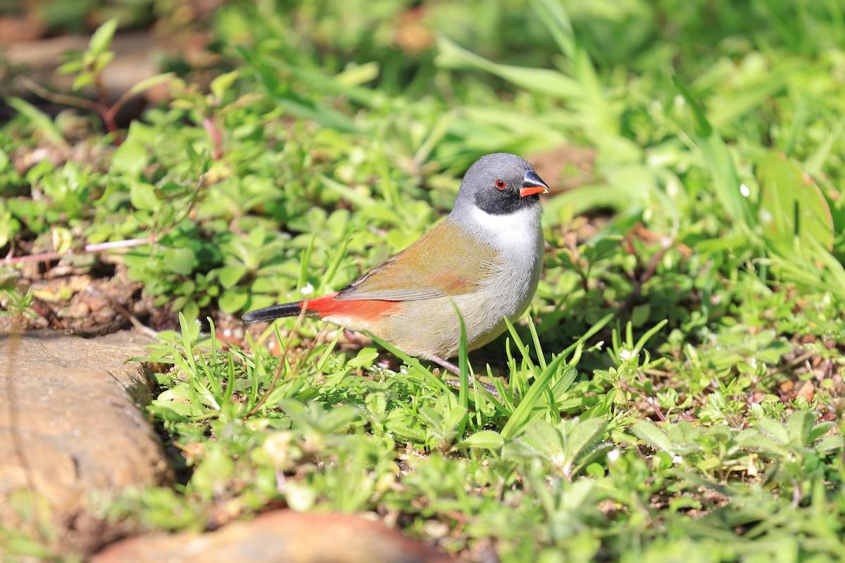 キバラカエデチョウ - ML638595568