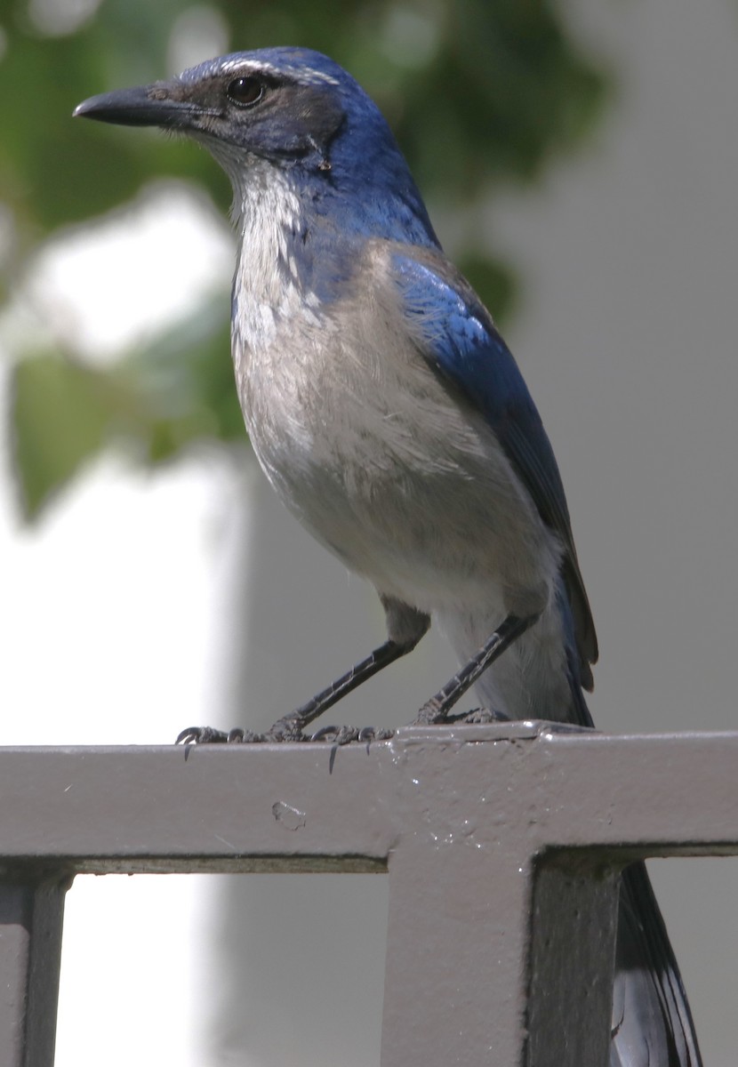カリフォルニアカケス - ML638595577