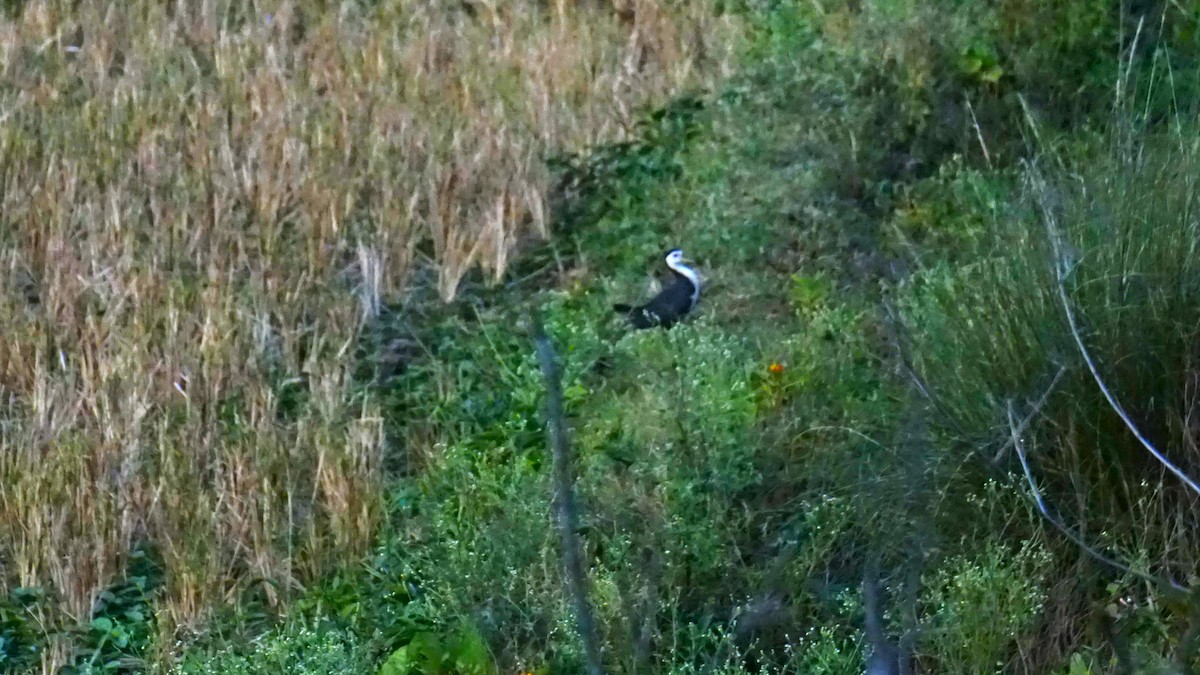 シロハラクイナ - ML638595590