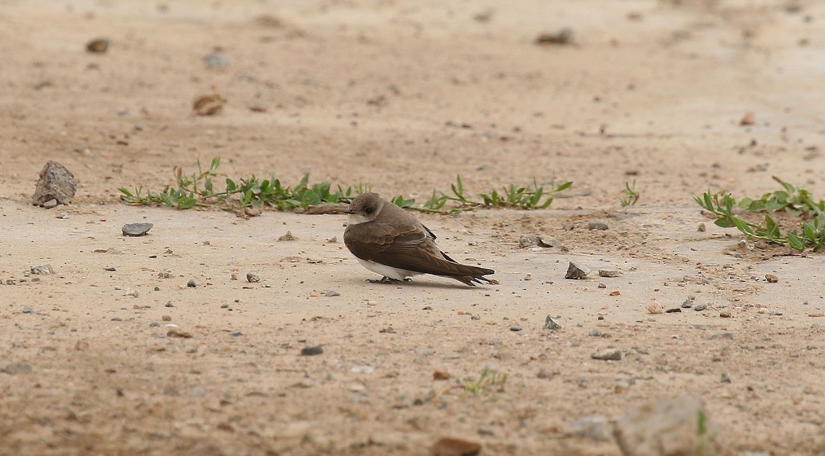 Bank Swallow - ML638595697