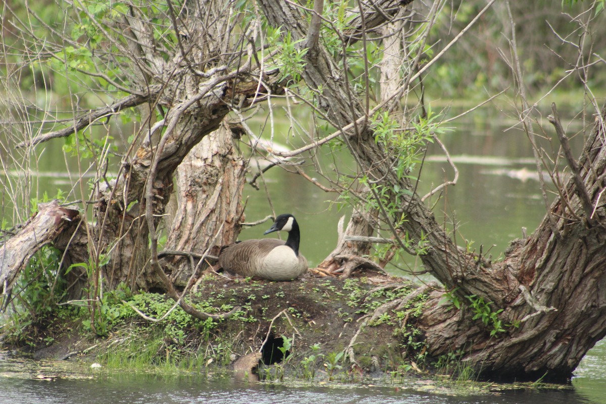 Canada Goose - ML638595707