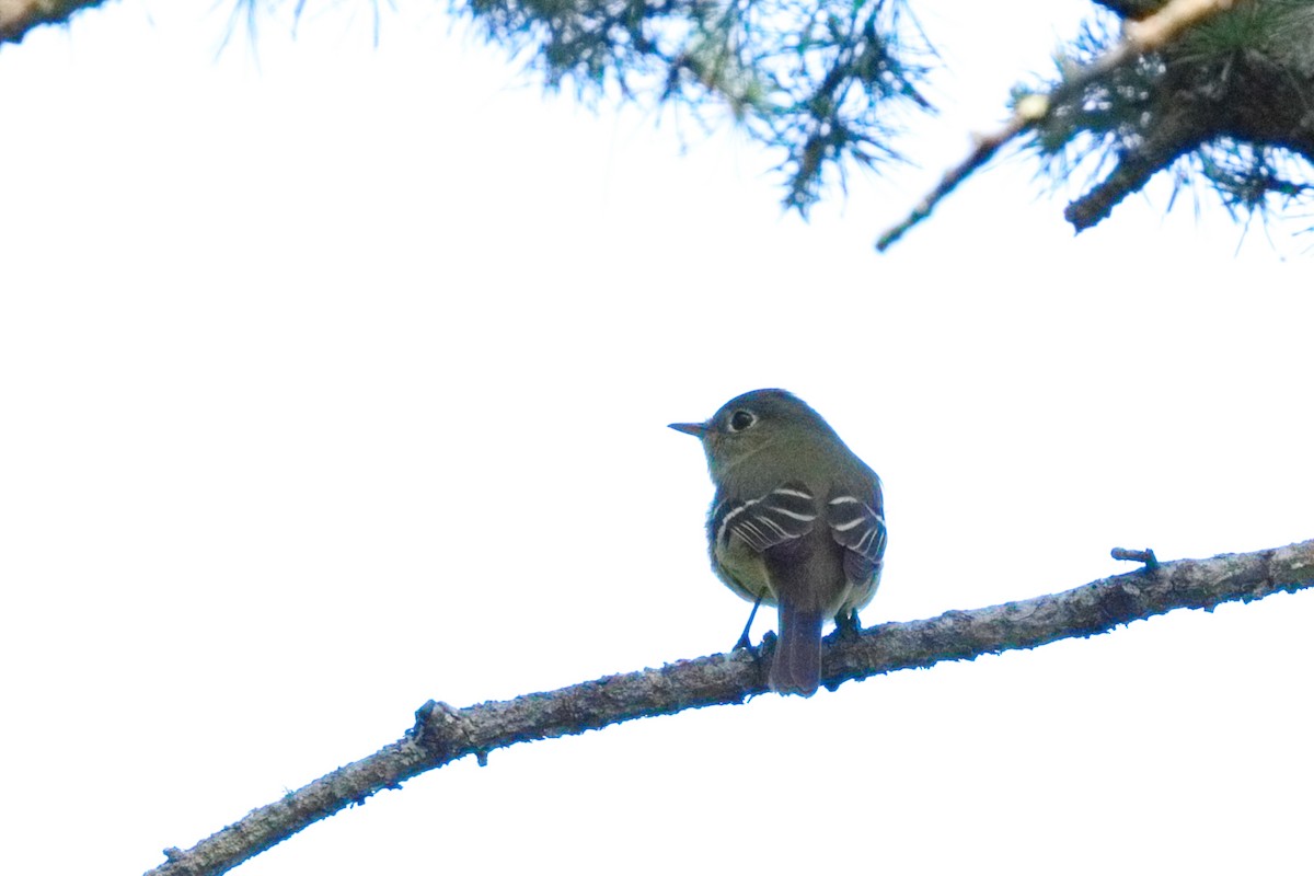 Yellow-bellied Flycatcher - ML638595734