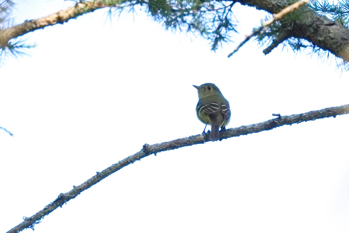 Yellow-bellied Flycatcher - ML638595735