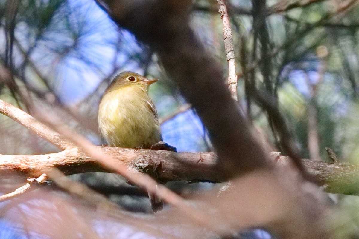 Yellow-bellied Flycatcher - ML638595736