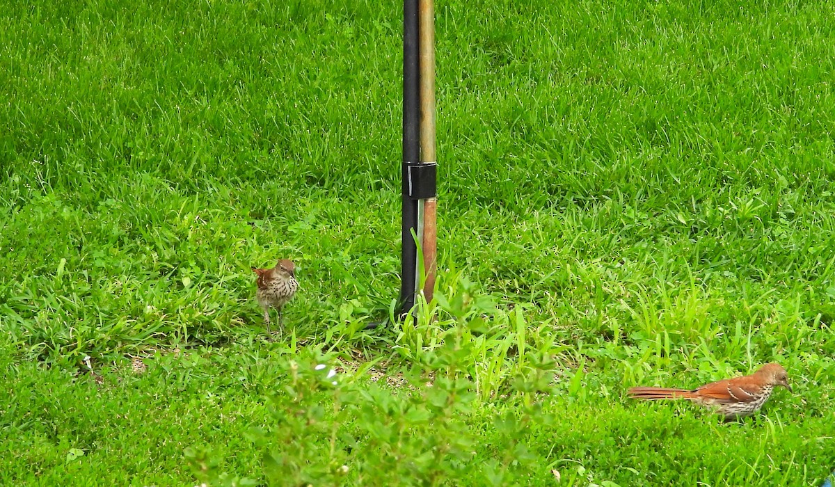 brunspottefugl - ML638595769
