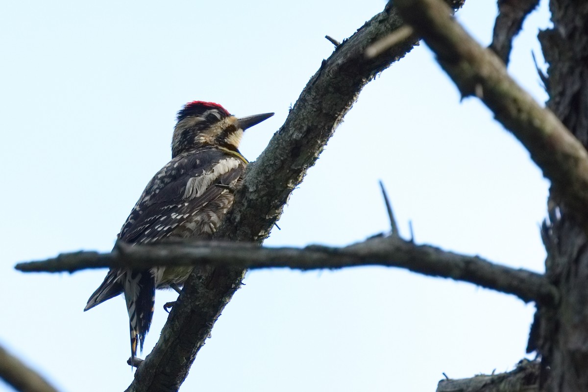 Yellow-bellied Sapsucker - ML638595784