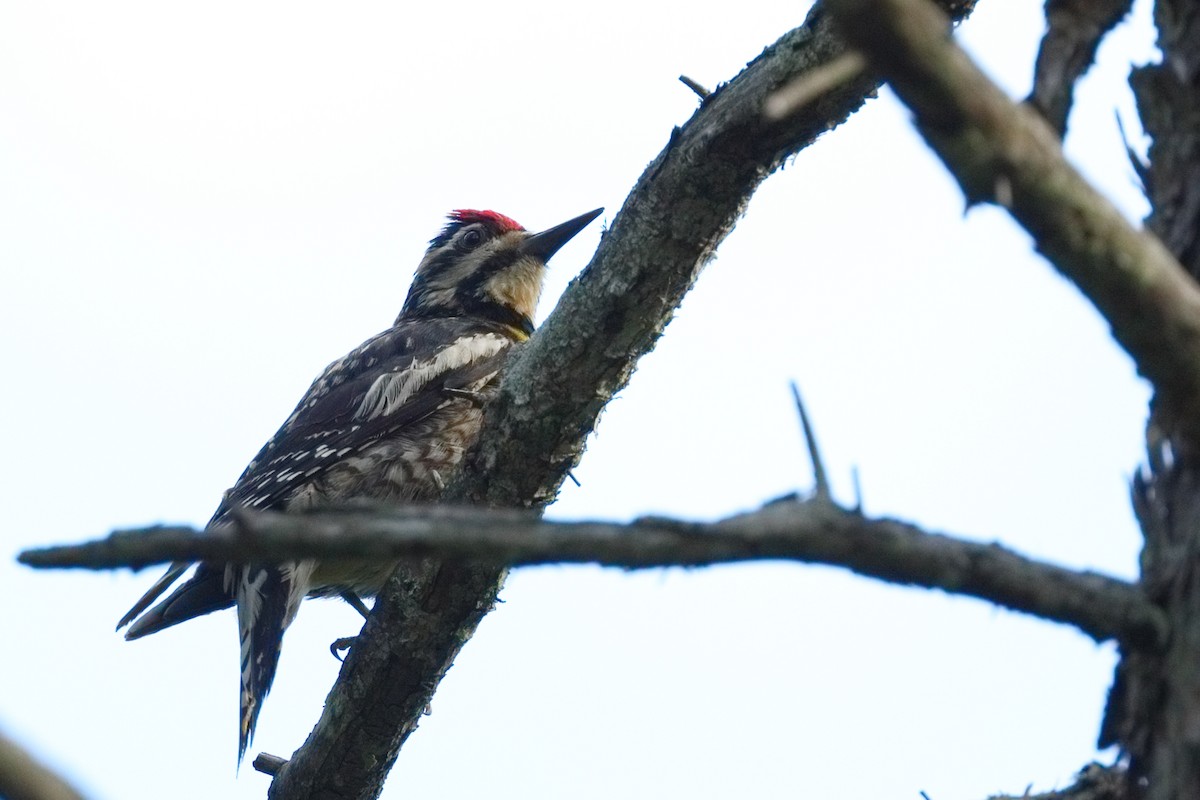 Yellow-bellied Sapsucker - ML638595785