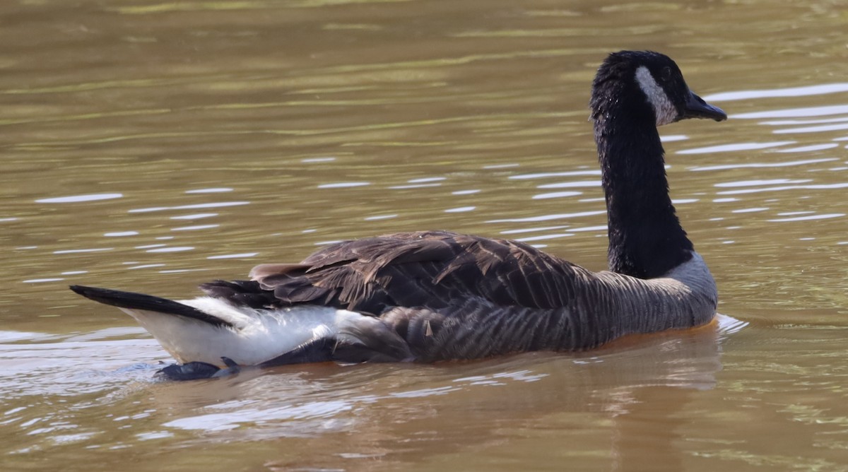 Canada Goose - ML638595786