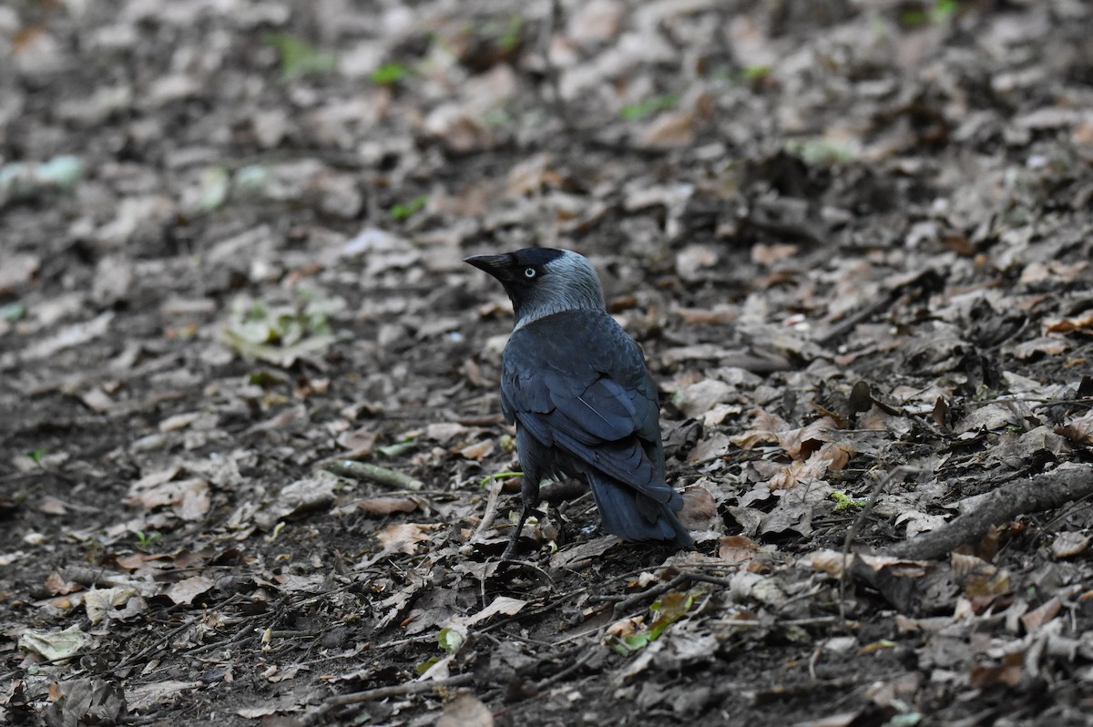 Eurasian Jackdaw - ML638595811