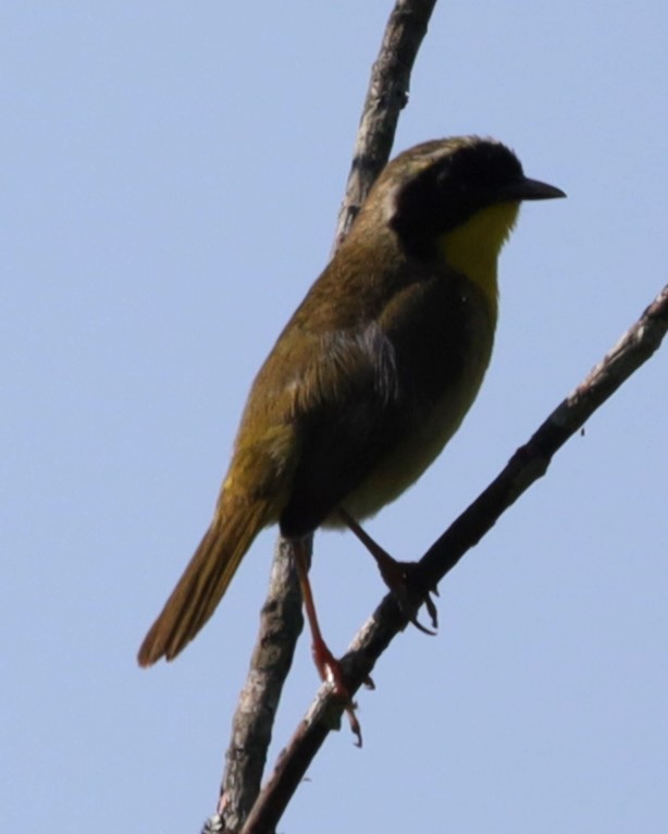 Weidengelbkehlchen - ML638595822