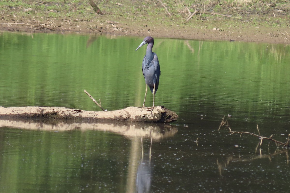 Blaureiher - ML638595823