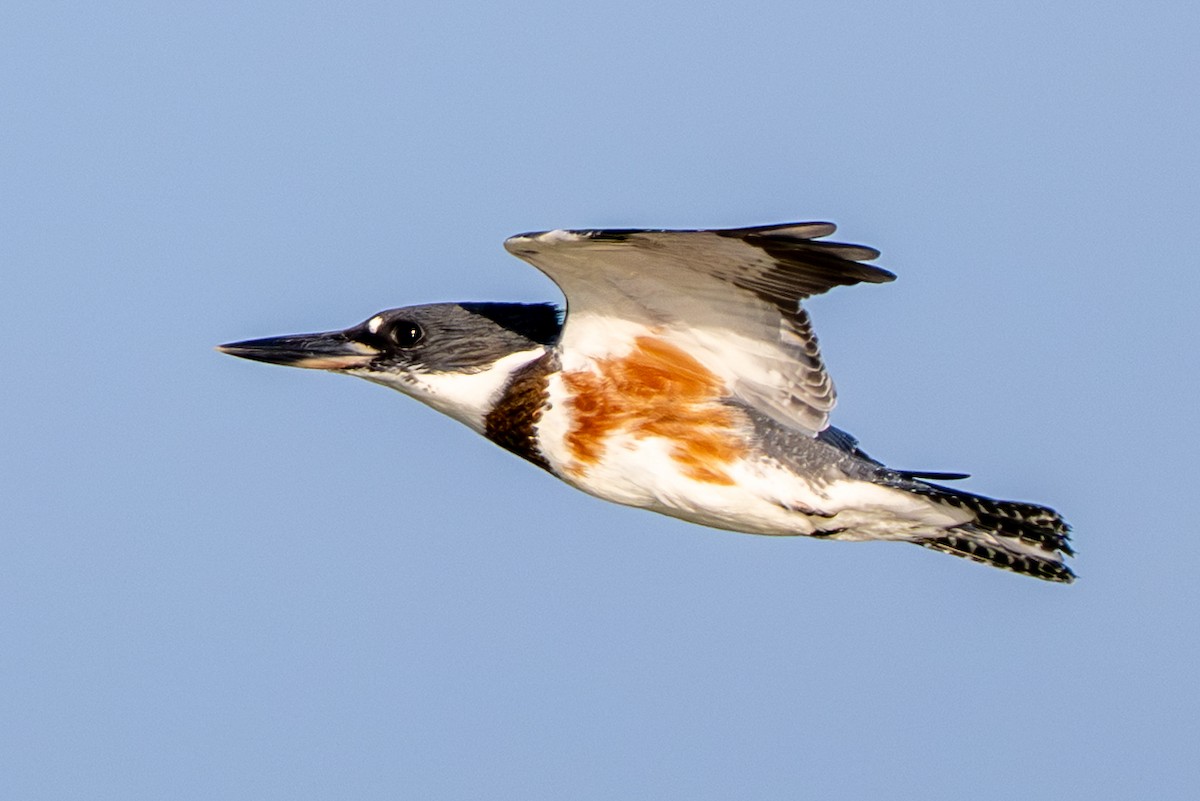 Gürtelfischer - ML638595827