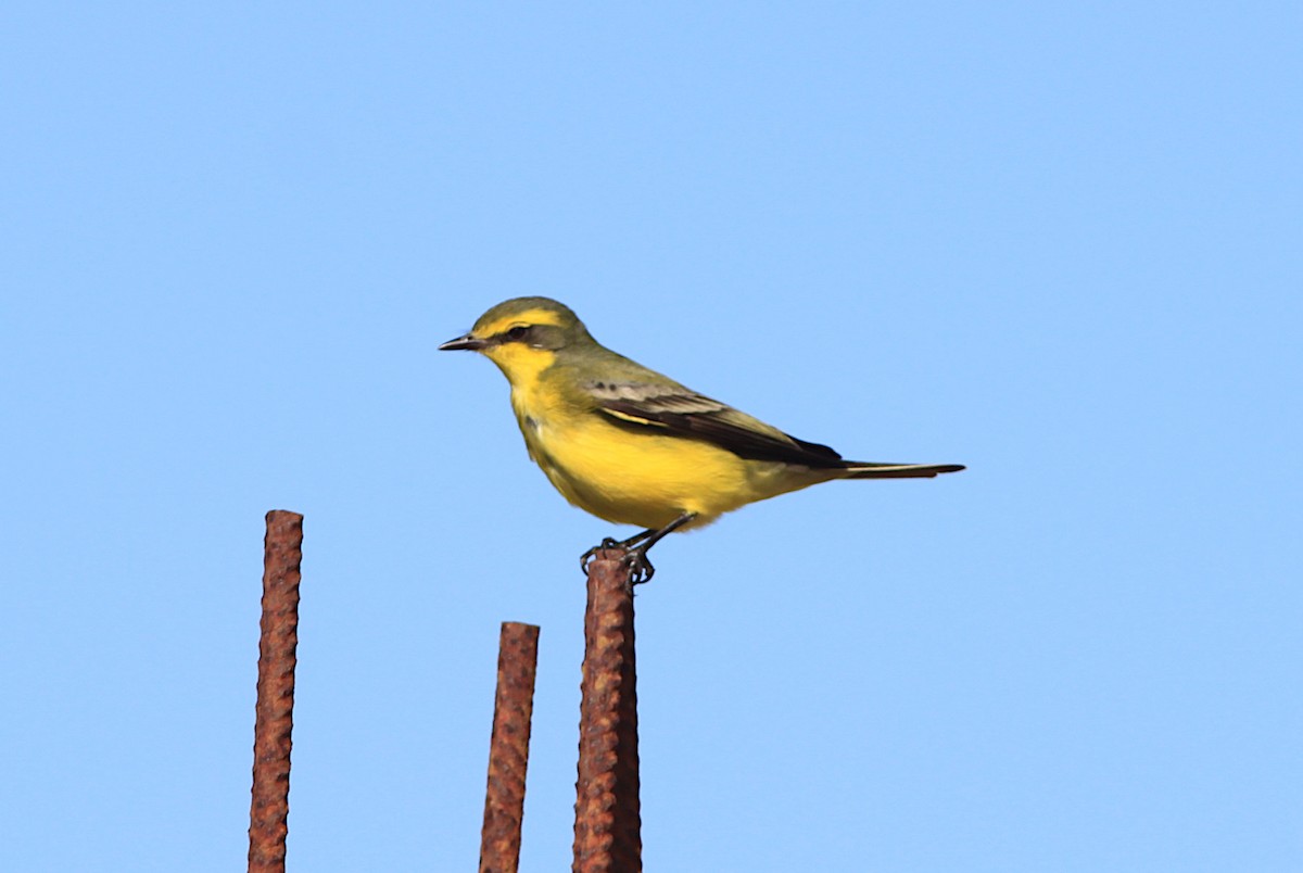 Goldbrauentyrann - ML638595832