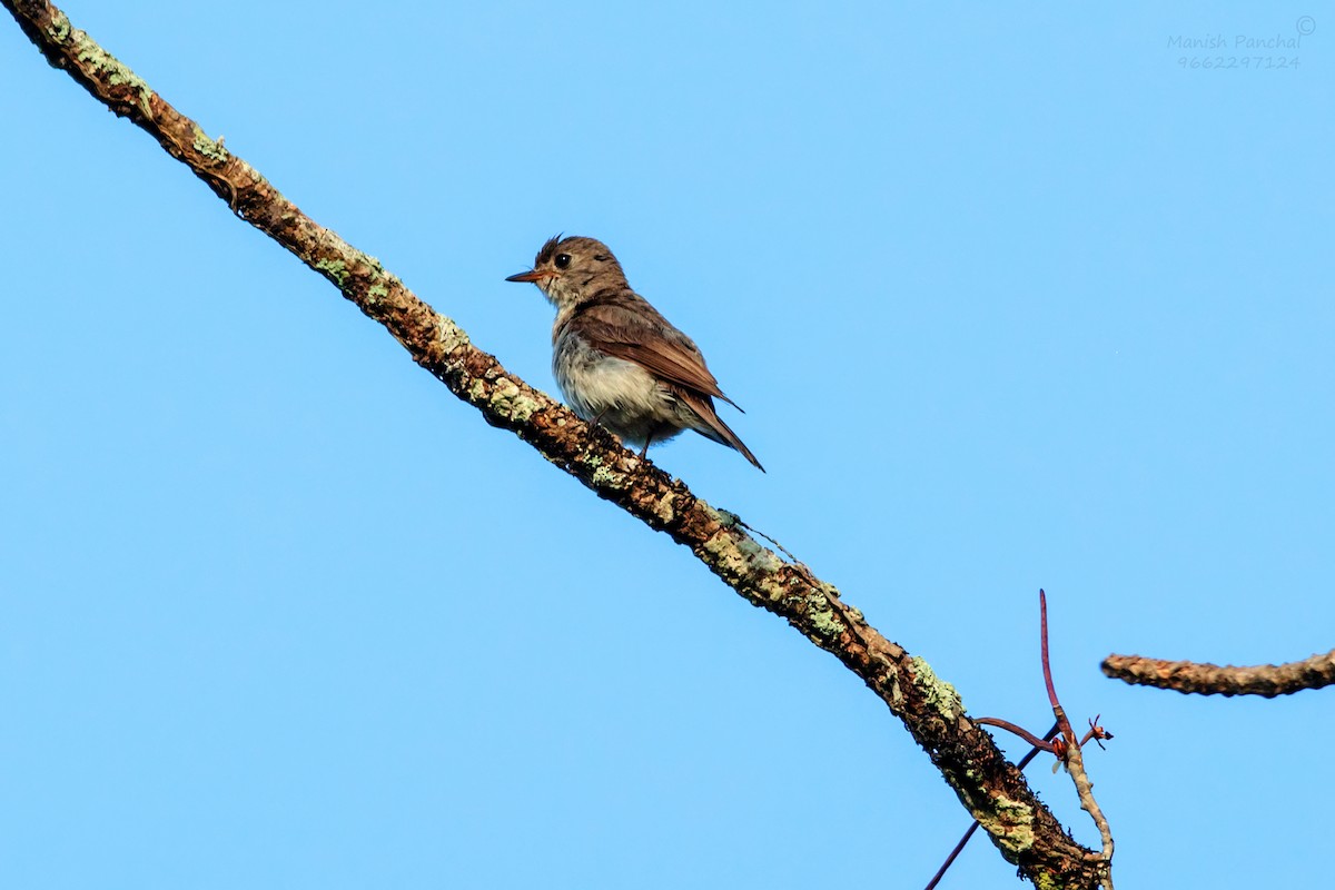 Braunschnäpper - ML638595848