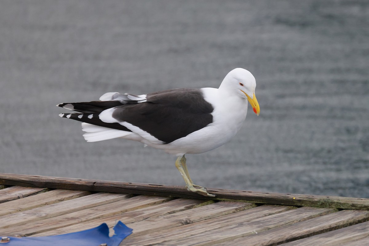 Dominikanermöwe - ML638595849