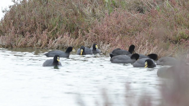 Red-gartered Coot - ML638595859
