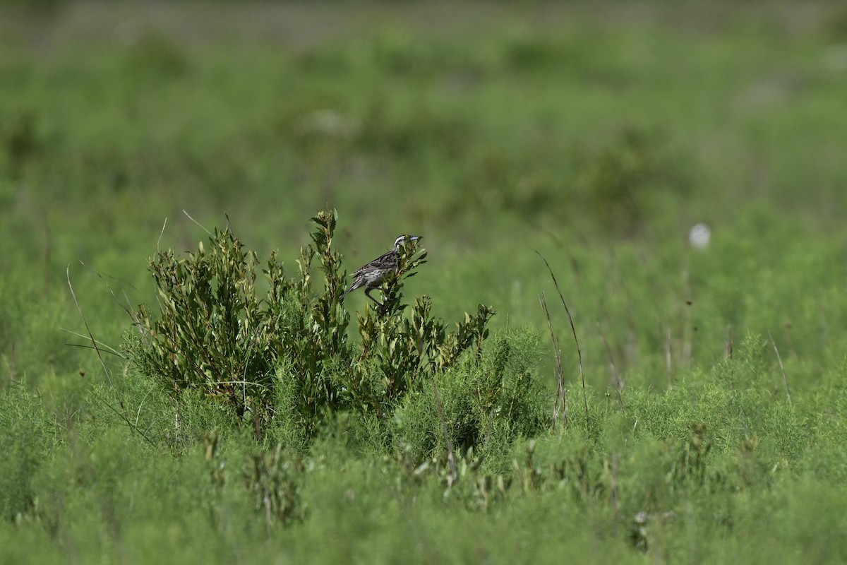 Eastern Meadowlark - ML638595871