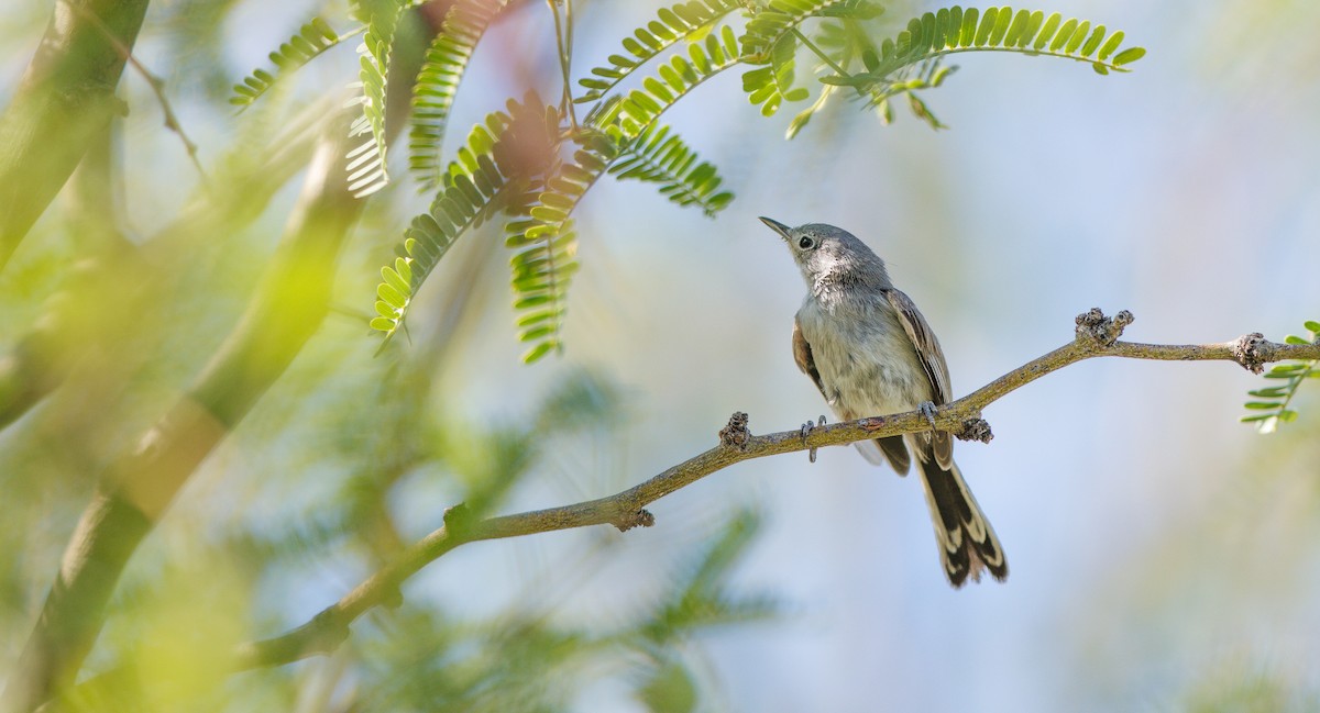 Black-tailed Gnatcatcher - ML638595889