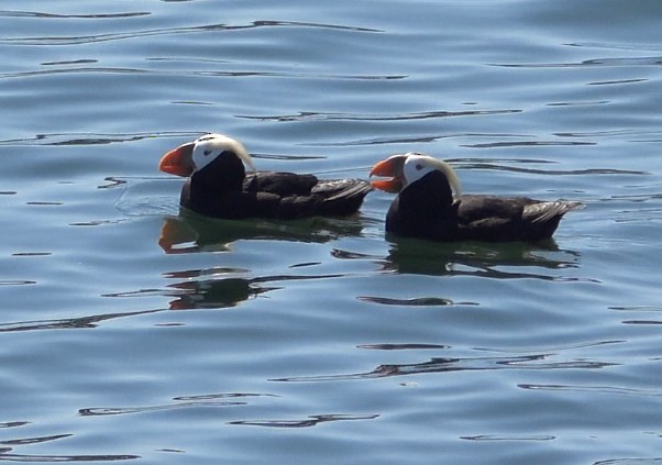 Tufted Puffin - ML638595894