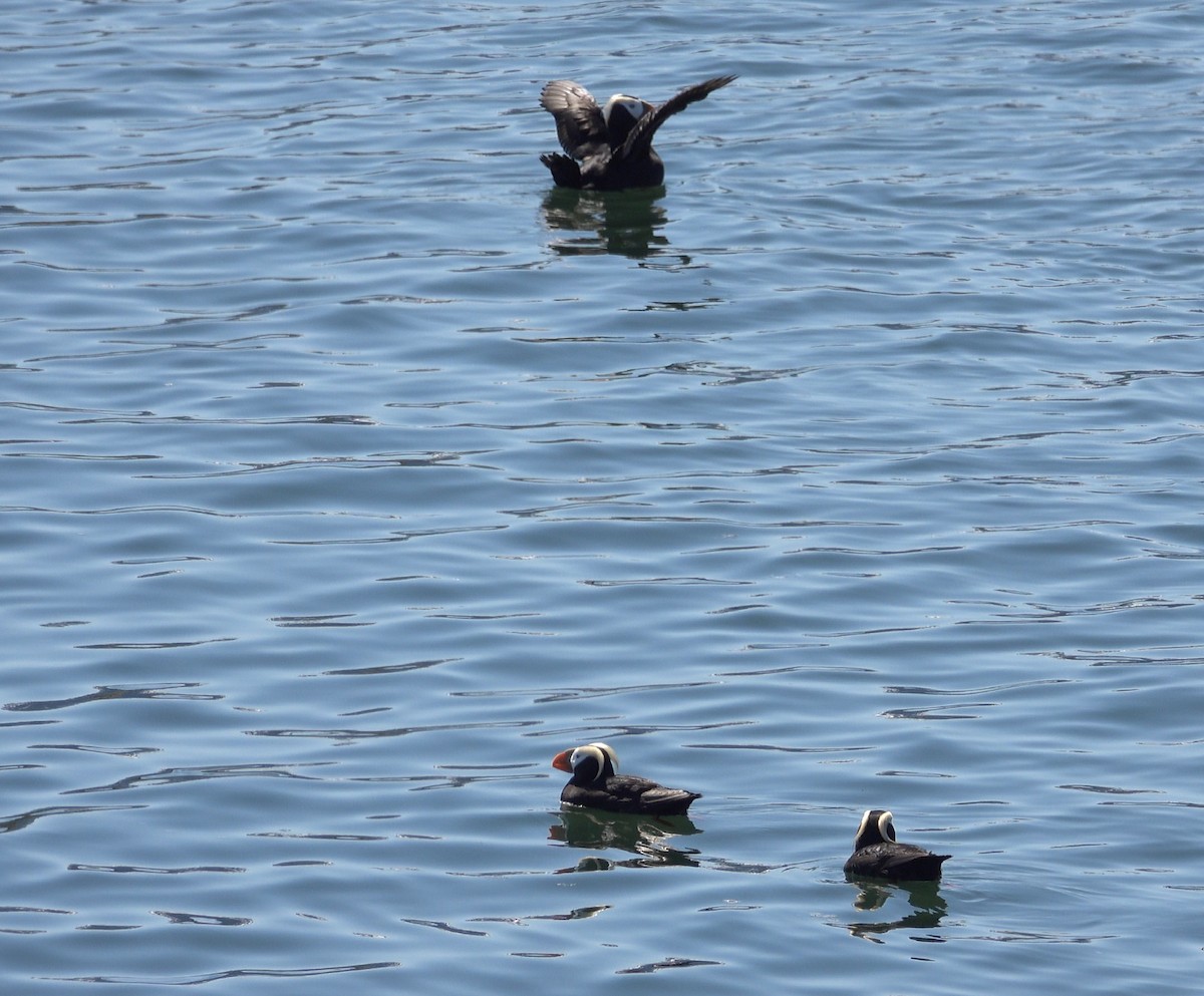 Tufted Puffin - ML638595895