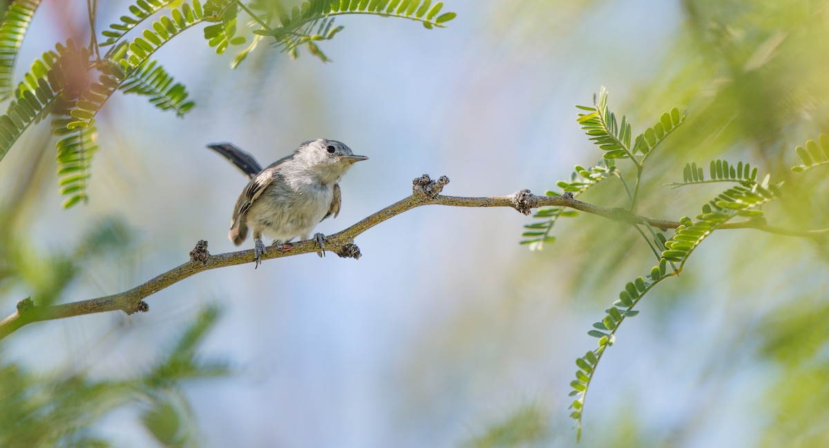 Black-tailed Gnatcatcher - ML638595906