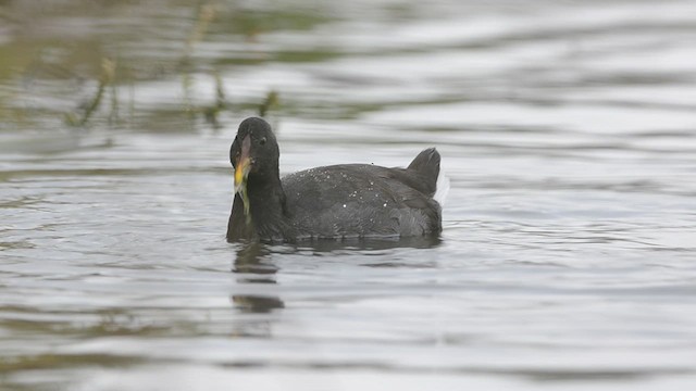 Red-fronted Coot - ML638595921