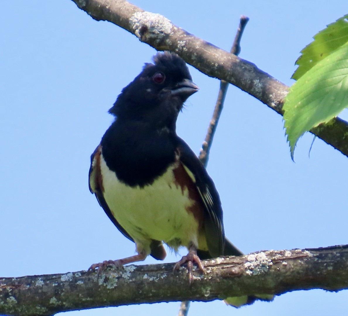Eastern Towhee - ML638595925