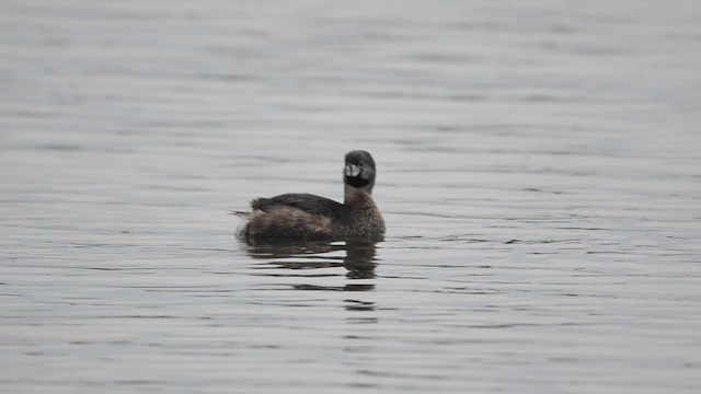 Pied-billed Grebe - ML638595929