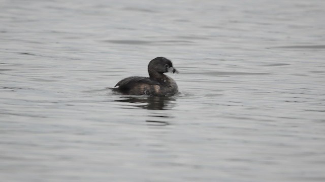 Pied-billed Grebe - ML638595930