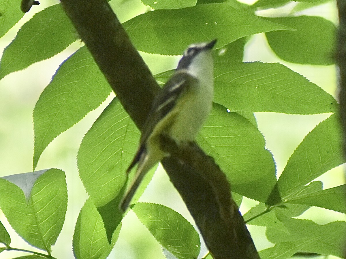 Blue-headed Vireo - ML638595947