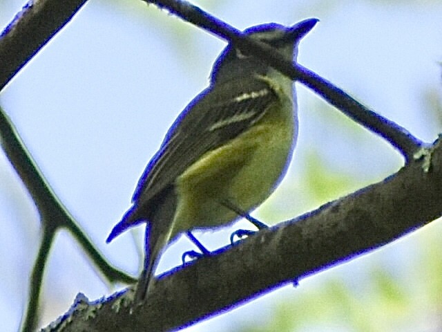 Blue-headed Vireo - ML638595948