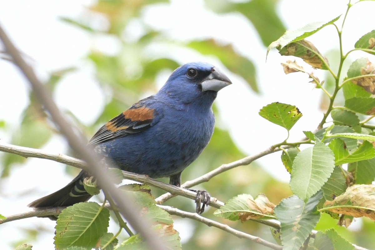Blue Grosbeak - ML638596034