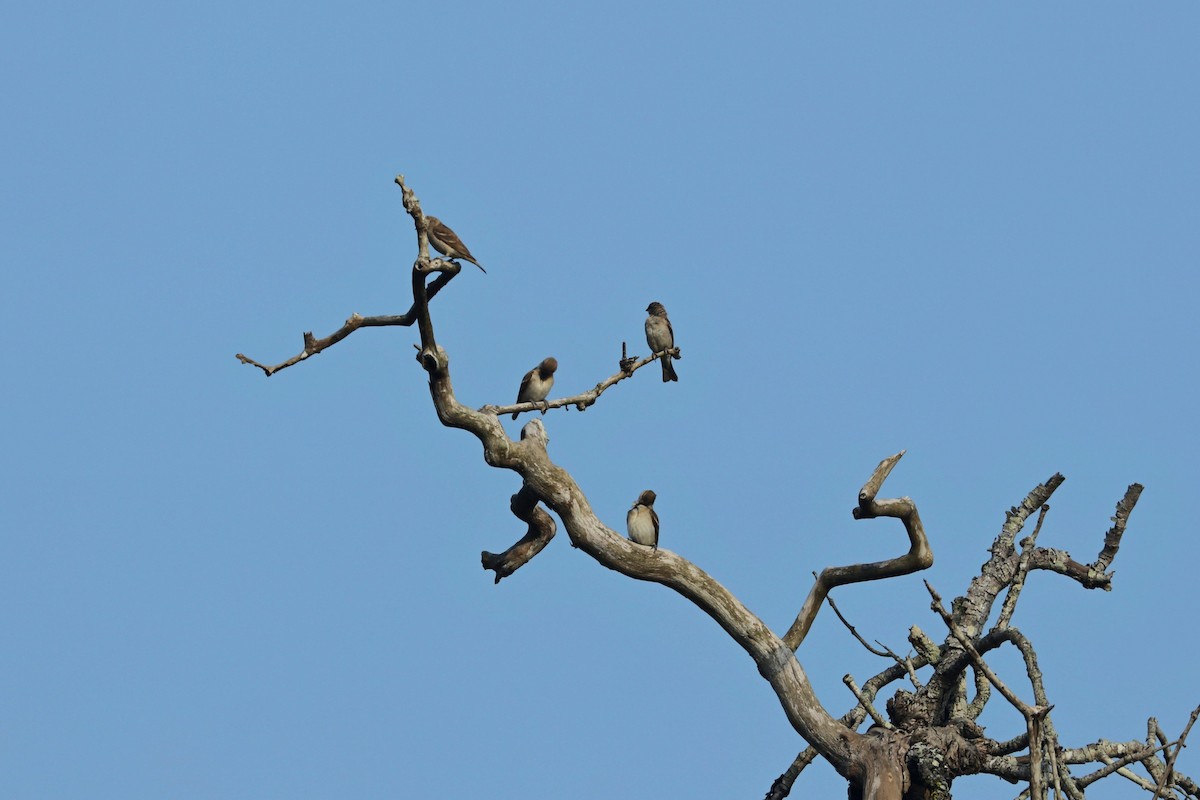 Yellow-throated Sparrow - ML638596041