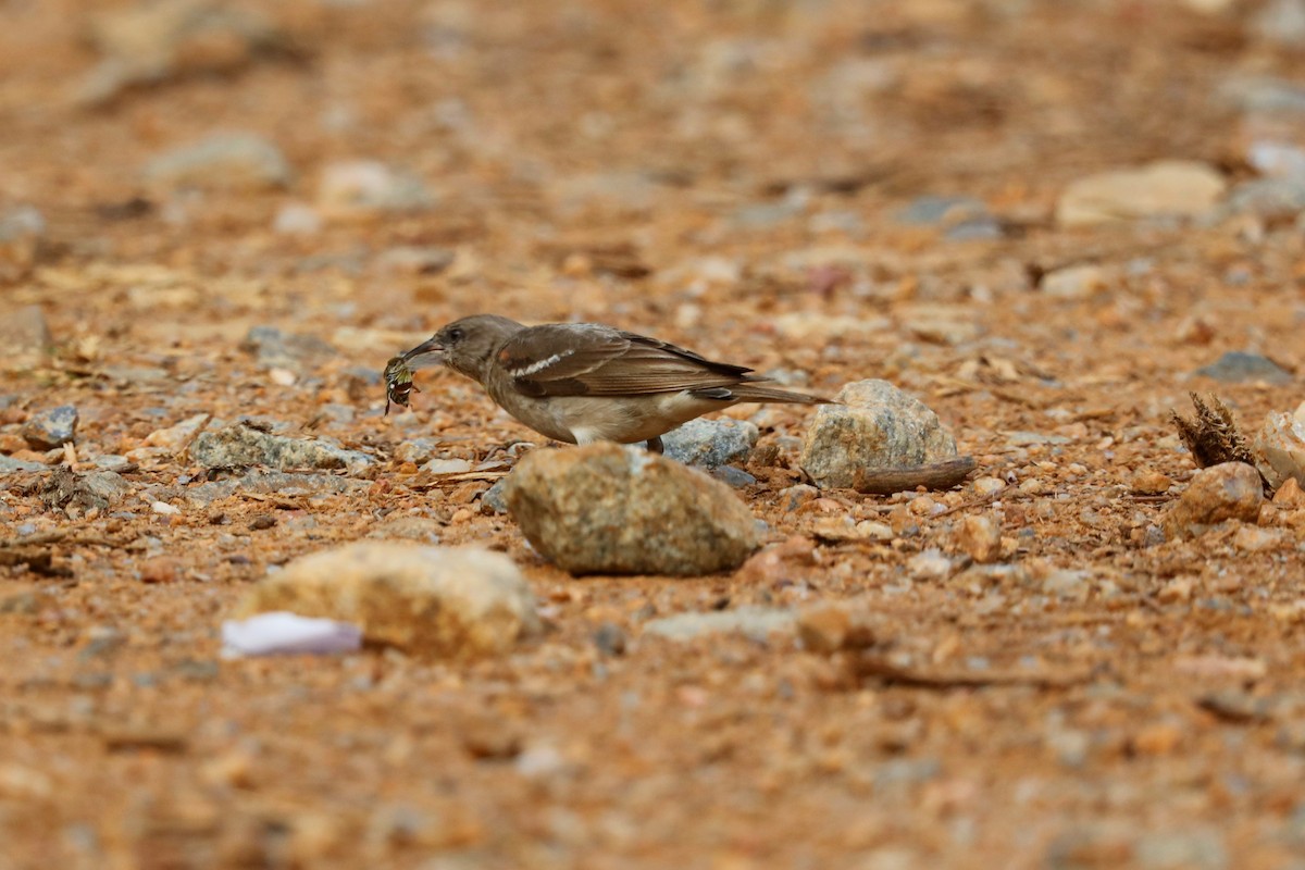 Yellow-throated Sparrow - ML638596042