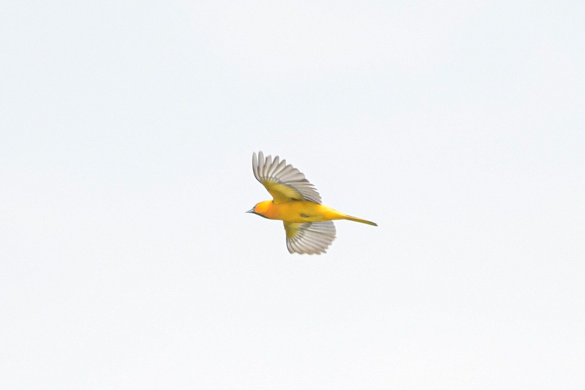 Oriole de Bullock - ML638596043