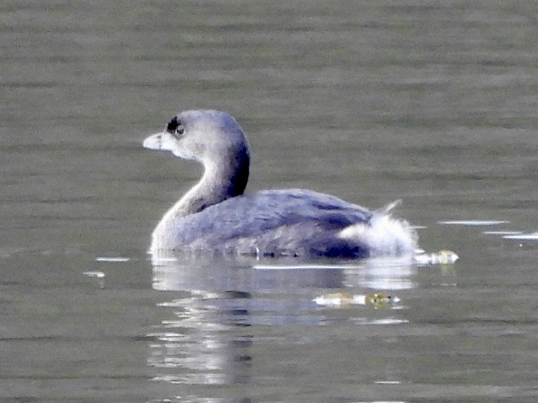 Grèbe à bec bigarré - ML638596060
