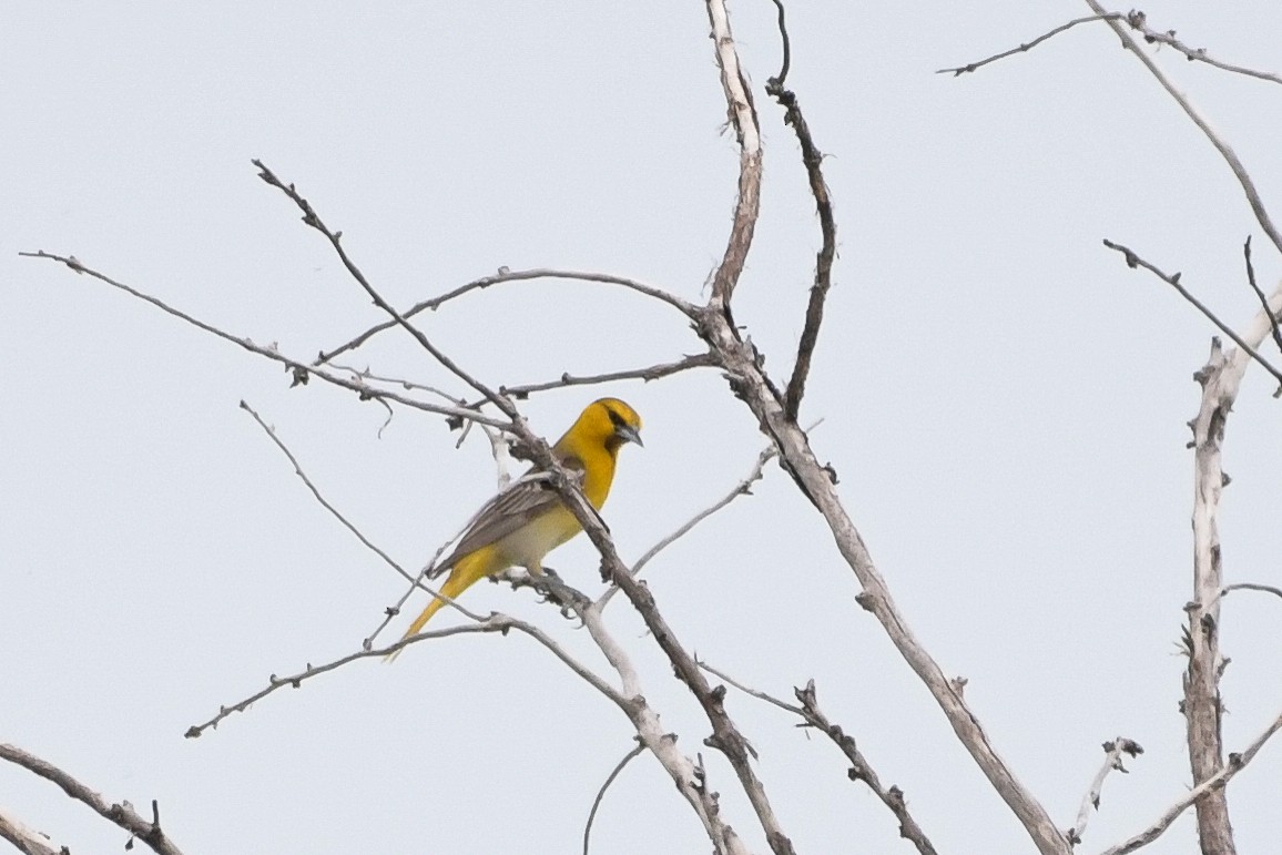 Oriole de Bullock - ML638596066