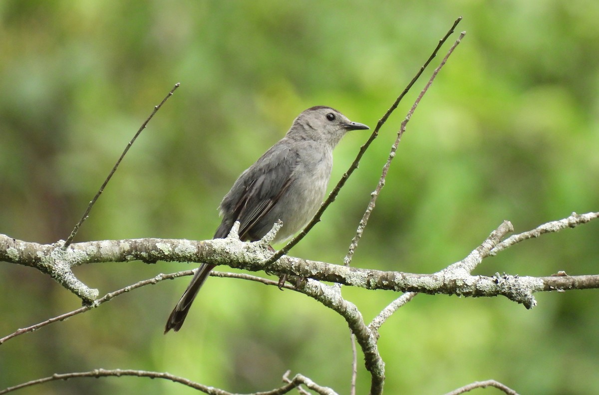 Gray Catbird - ML638596084