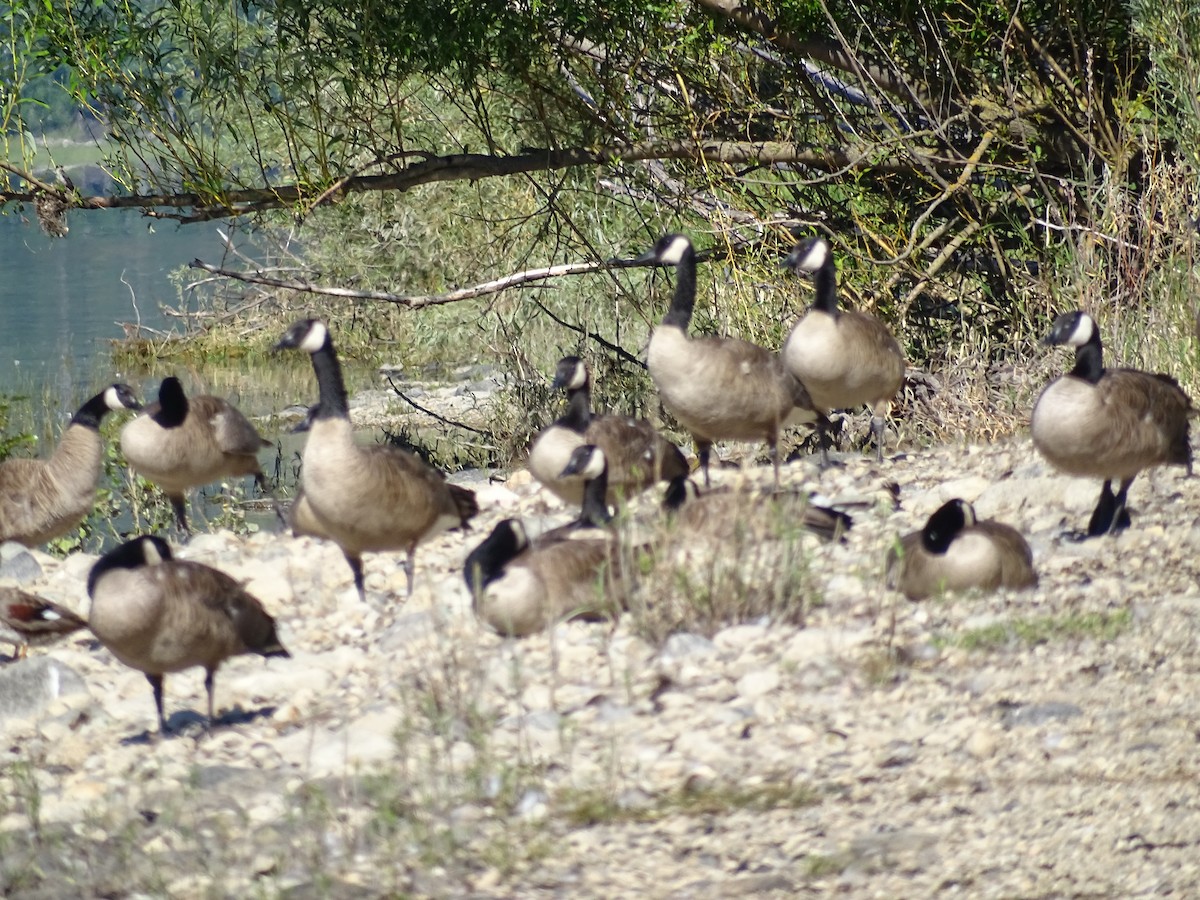 Canada Goose - ML638596109