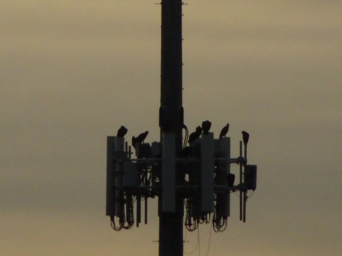 new world vulture sp. - ML638596135