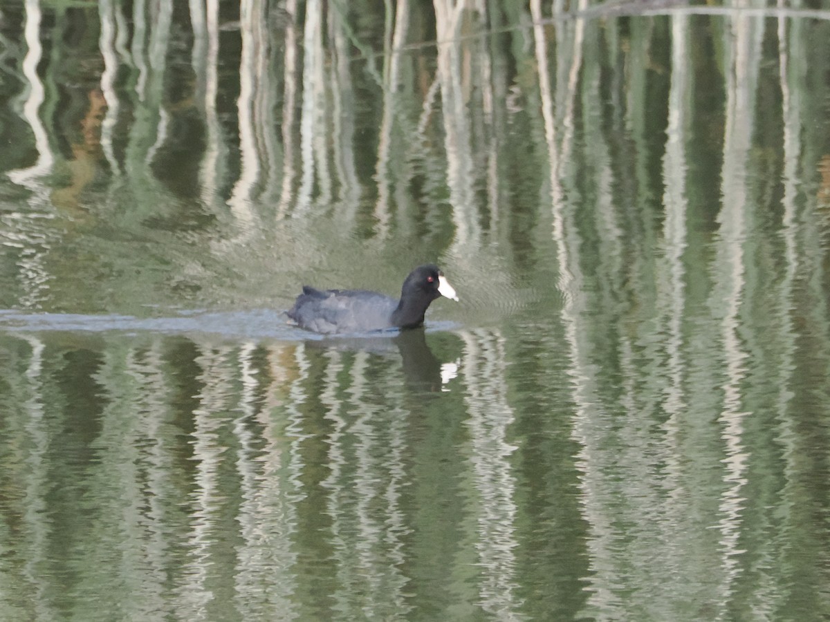 American Coot (Red-shielded) - ML638596208