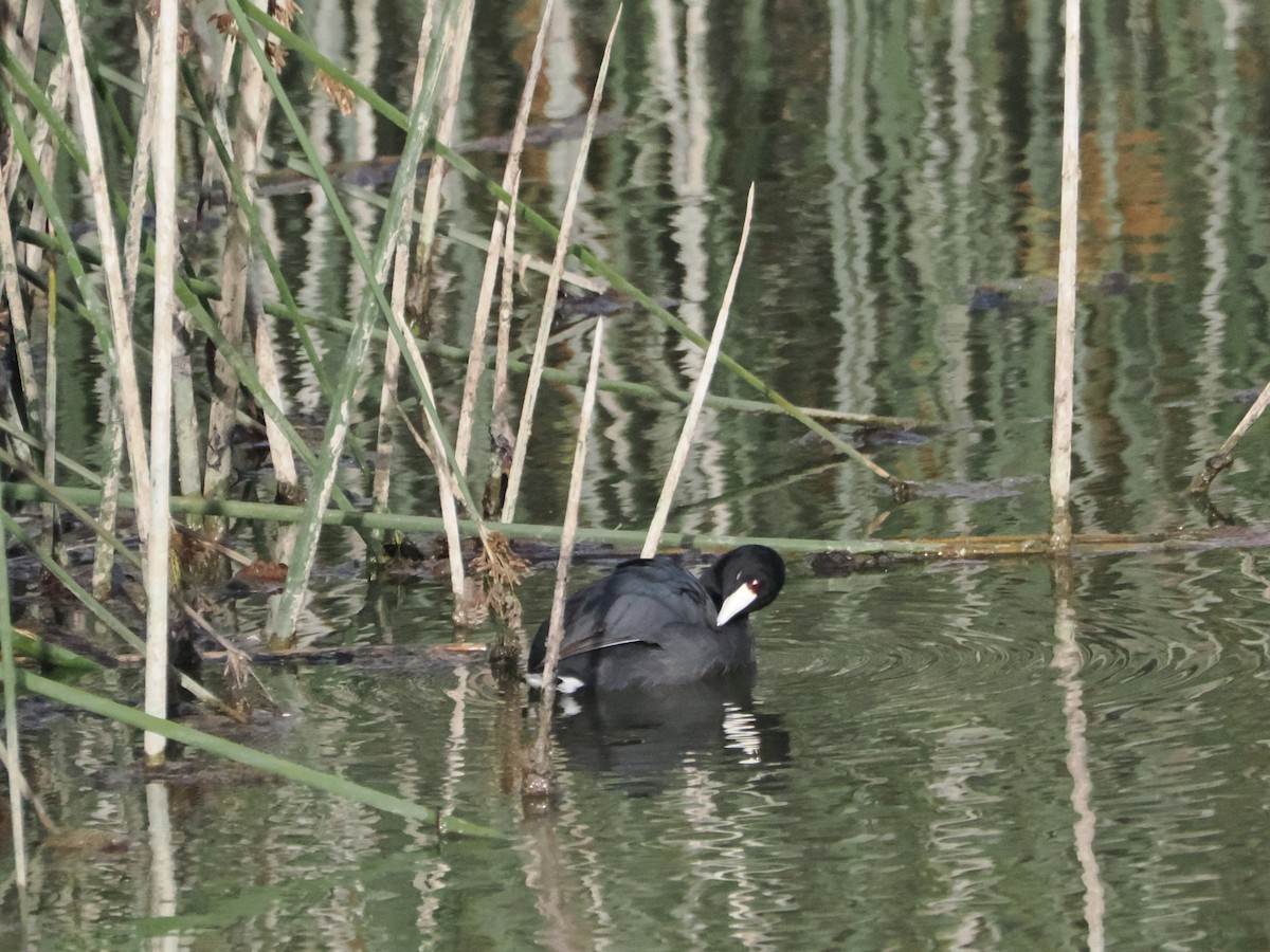 American Coot (Red-shielded) - ML638596209