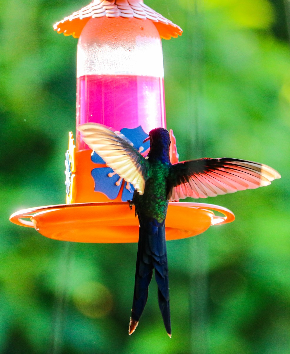 Swallow-tailed Hummingbird - ML638596254
