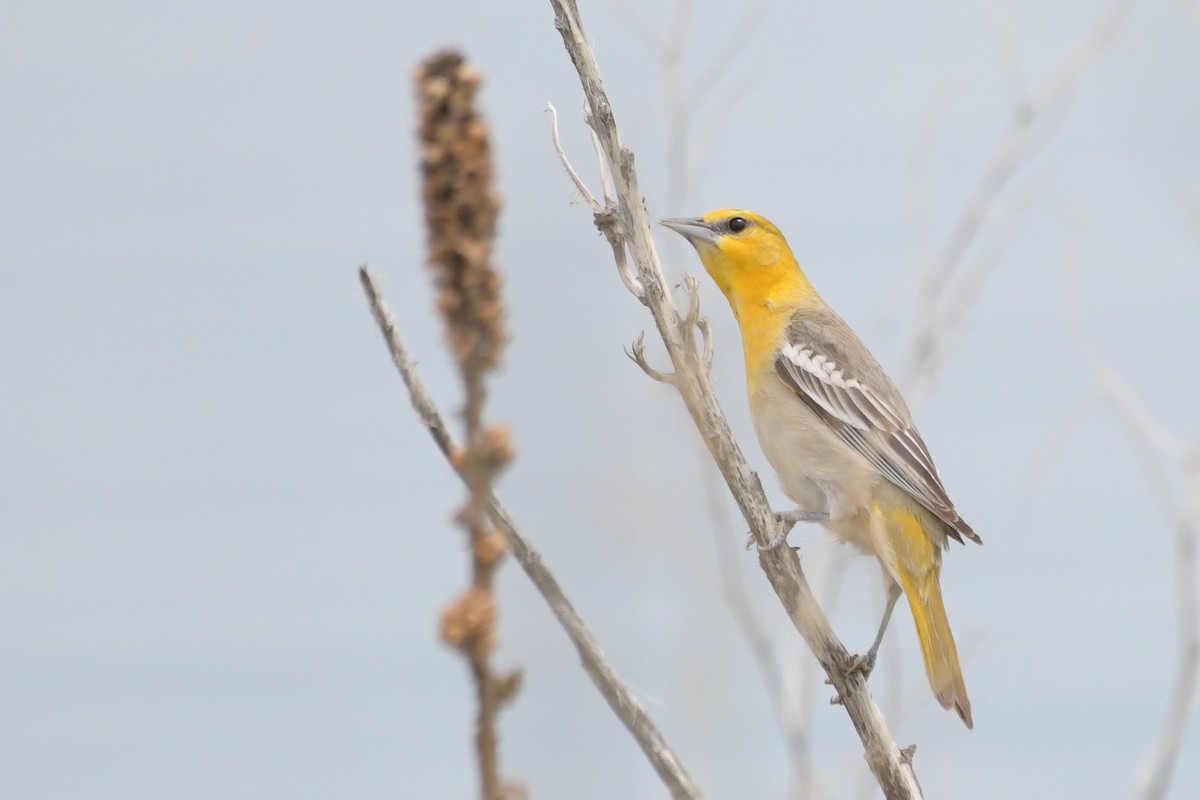 Bullock's Oriole - ML638596257