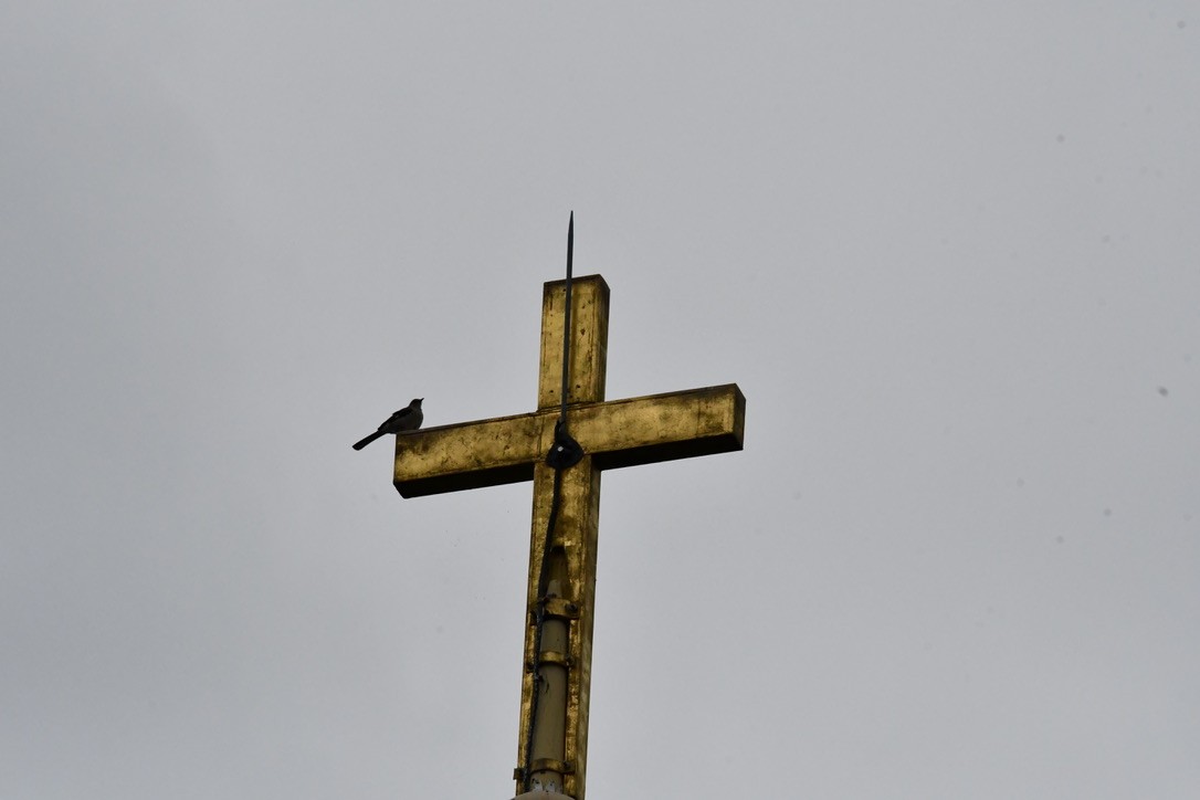 Northern Mockingbird - ML638596258