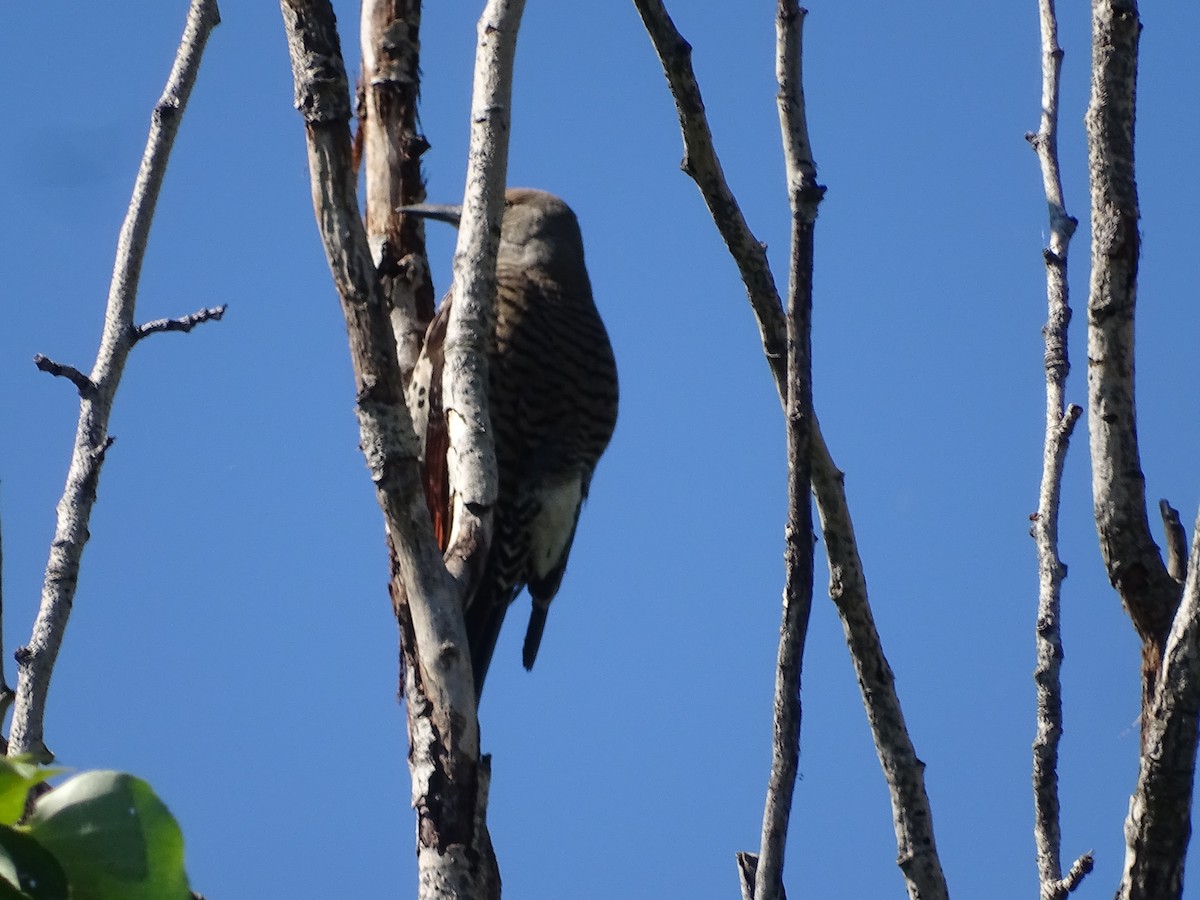 Northern Flicker - ML638596261