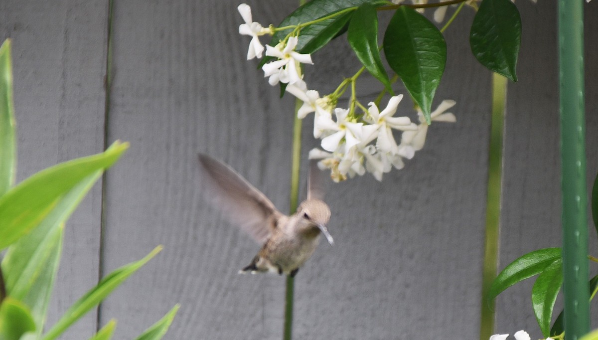 Anna's Hummingbird - ML638596262
