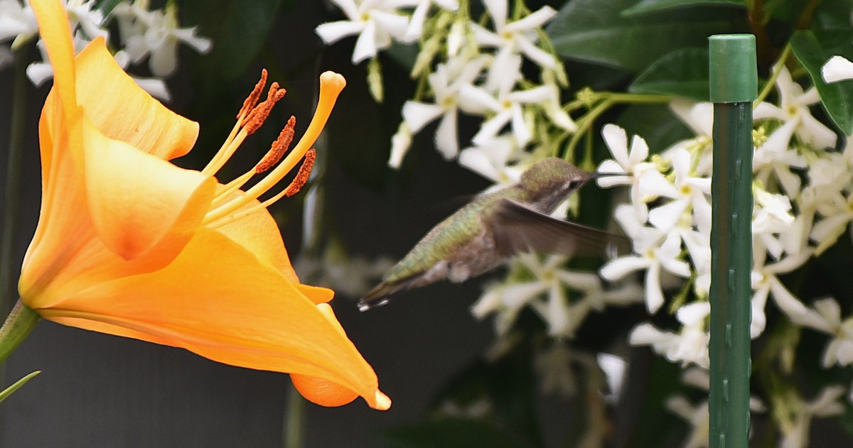 Anna's Hummingbird - ML638596263
