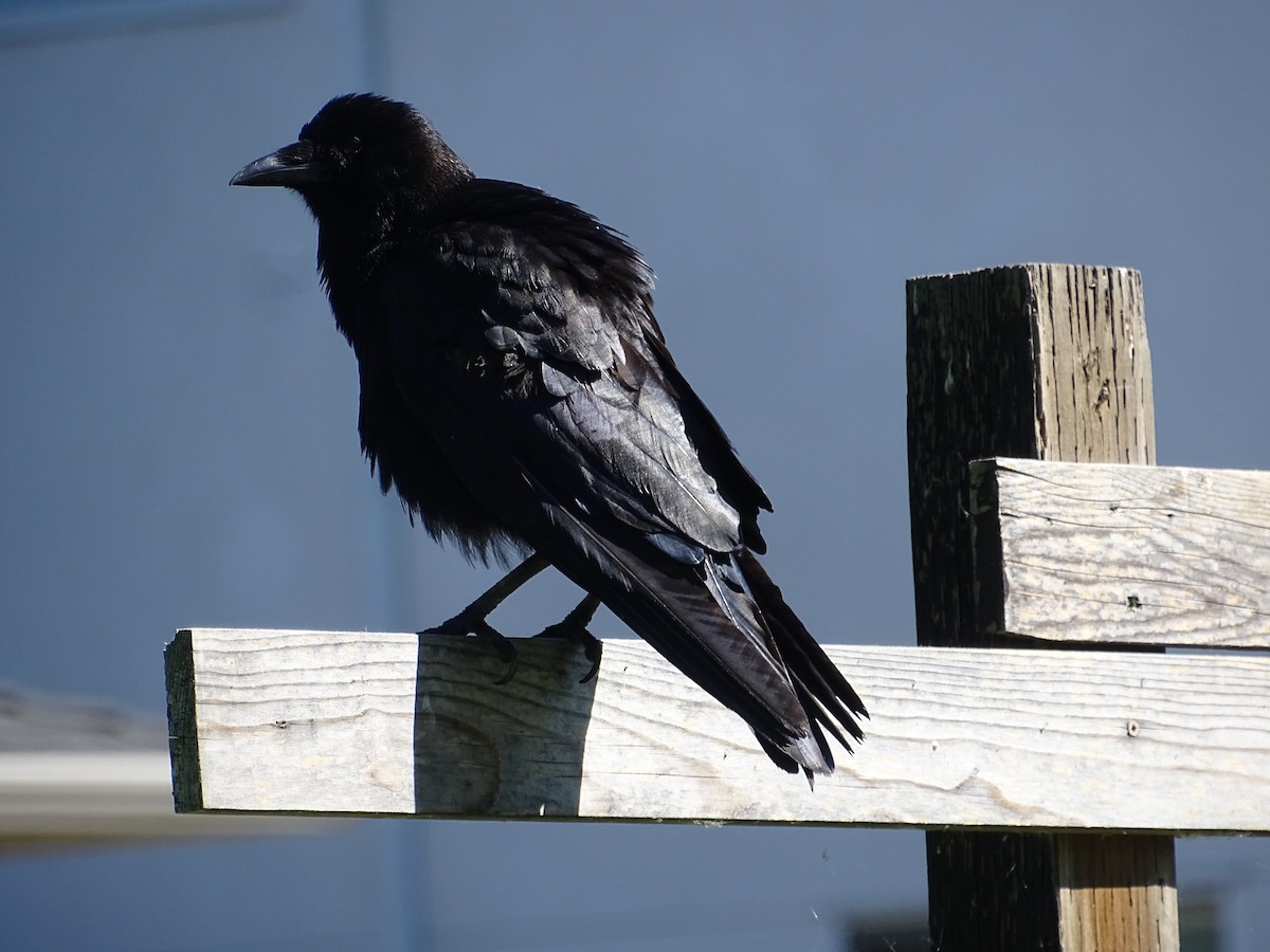 American Crow - ML638596268