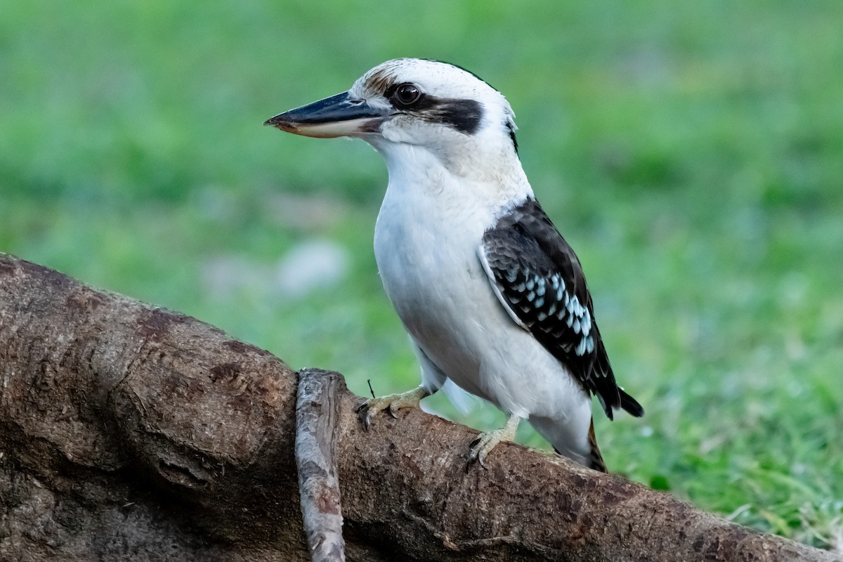 Laughing Kookaburra - ML638596269